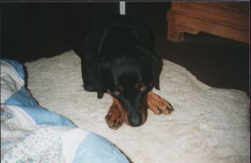 Foto Hund