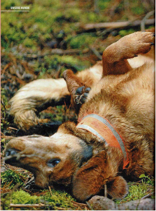 Foto Hund